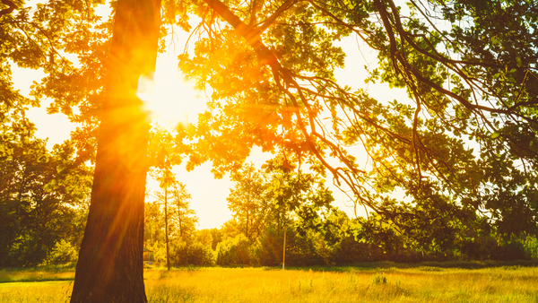 Morning Glow: How the First Light of Day Boosts Your Wellbeing